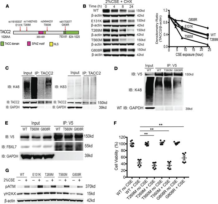 Naturally occurring mutations and targeted deletion of TACC2 alter funct...