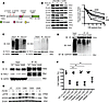 Naturally occurring mutations and targeted deletion of TACC2 alter function