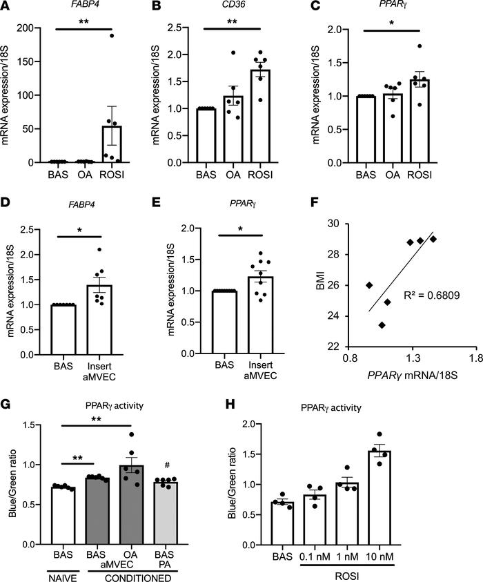 Effect of OA in PAs.
(A–C) Human PAs were starved and incubated without ...