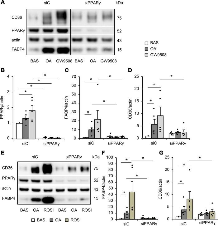 Suppressive effect of PPARγ siRNA.
aMVECs were transfected with small in...
