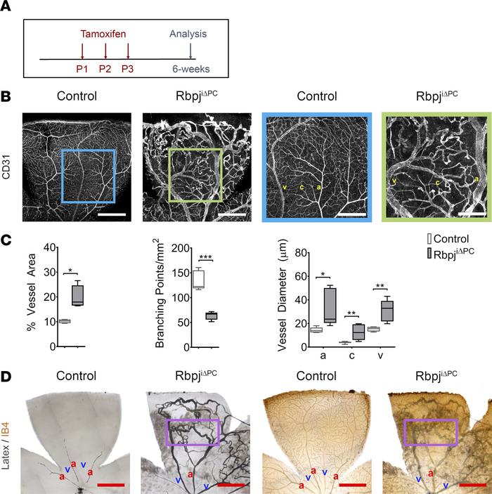 Inhibition of perivascular Notch signaling at birth results in severe AV...