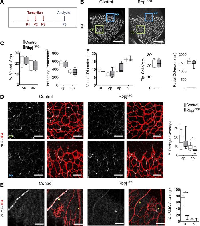 Decreased pericyte coverage in RbpjiΔPC mice at P5.
(A) Diagram of tamox...