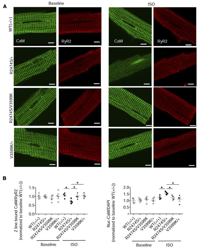 Localization and the binding characteristics of the endogenous CaM in in...