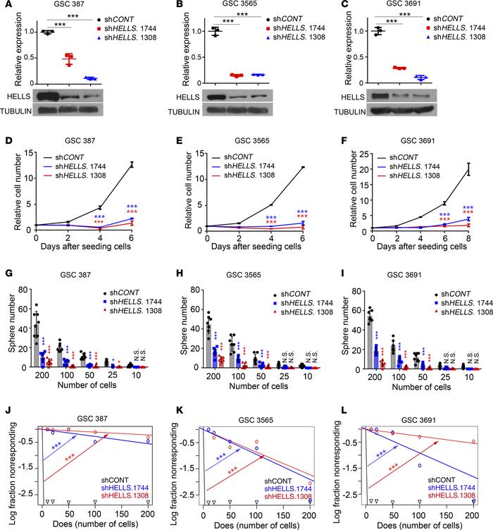 HELLS maintains GSC proliferation and self-renewal.
(A–C) qPCR analysis ...