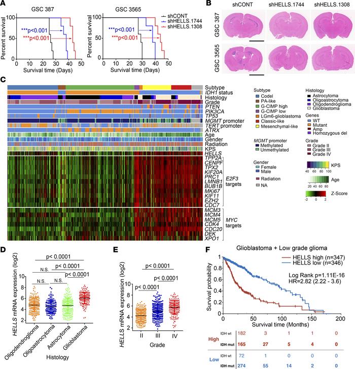 HELLS is required for in vivo glioblastoma growth and informs prognosis....
