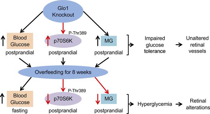 Model for the role of the glyoxalase 1 in zebrafish.
Knockout of glyoxal...