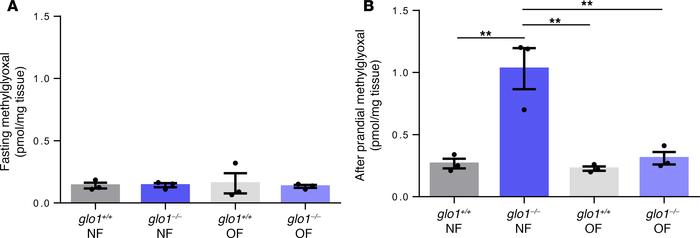 Postprandial increased MG formation in normal-fed glo1–/– zebrafish eyes...
