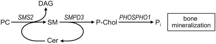 Model on the role of sphingomyelin metabolic enzymes in bone mineralizat...