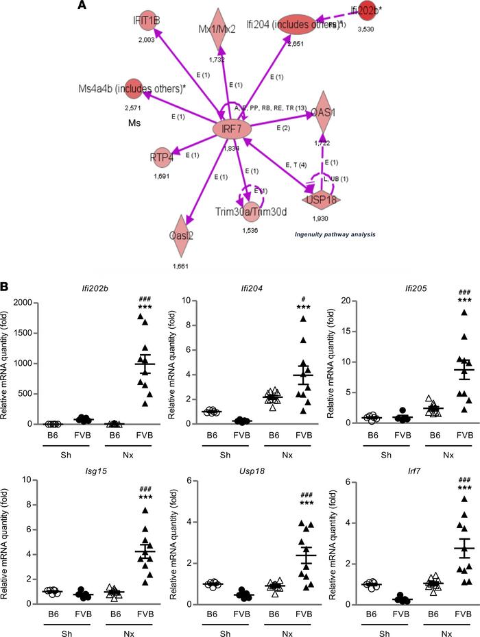 Nephron reduction results in type I IFN response in FVB mice during comp...