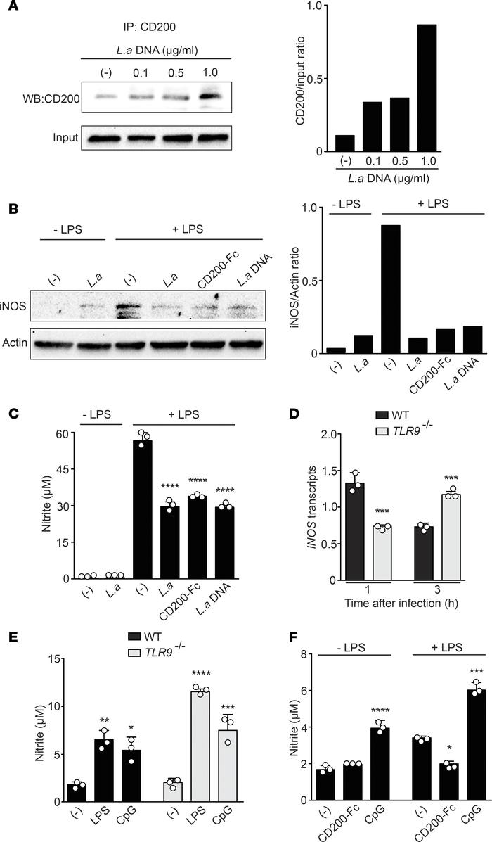 Parasite DNA induces host CD200 and downregulates iNOS/NO.
(A) CD200 pro...