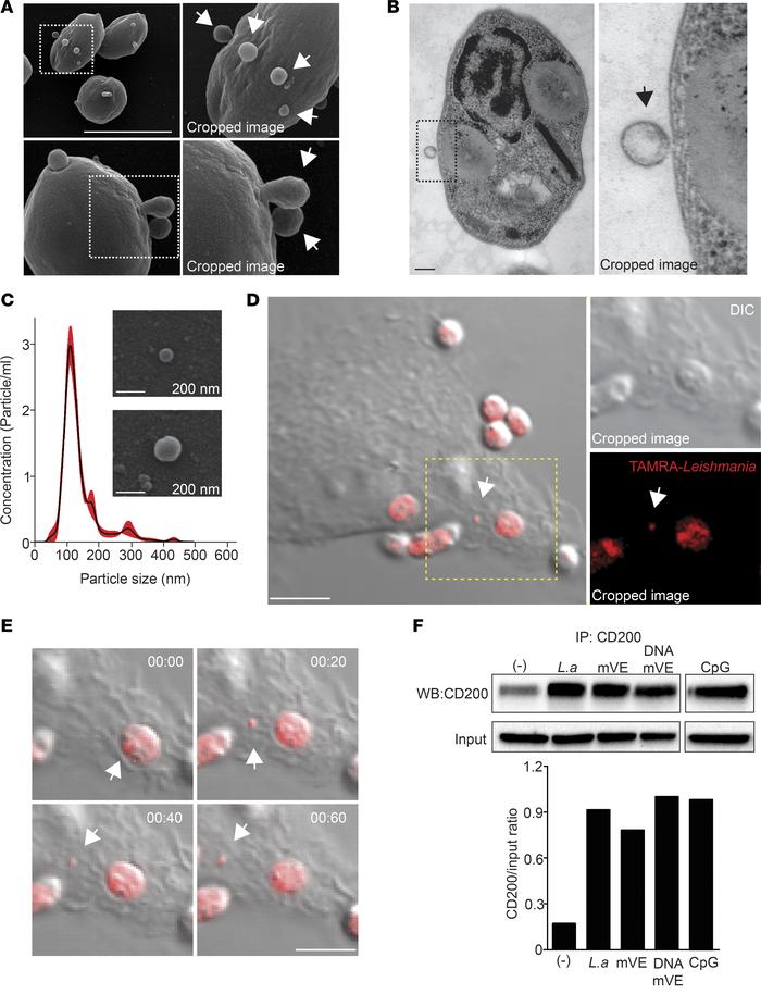 
Leishmaniaamazonensis amastigotes release DNA-containing EVs for CD200 ...