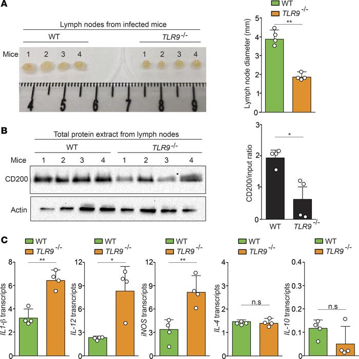 TLR9-mediated CD200 expression is critical for the antiinflammatory envi...