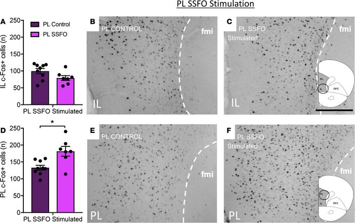 SSFO stimulation of PL VIPergic neurons produces a selective increase in...