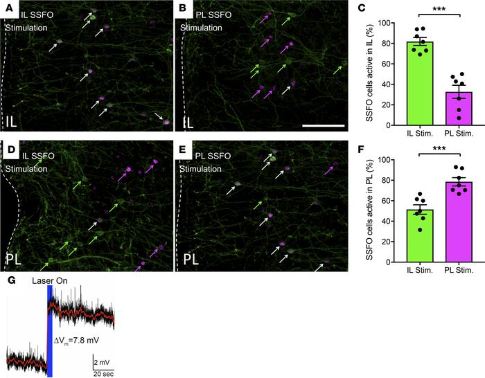 Selective stimulation of IL and PL VIPergic neurons of the mPFC.
Activat...