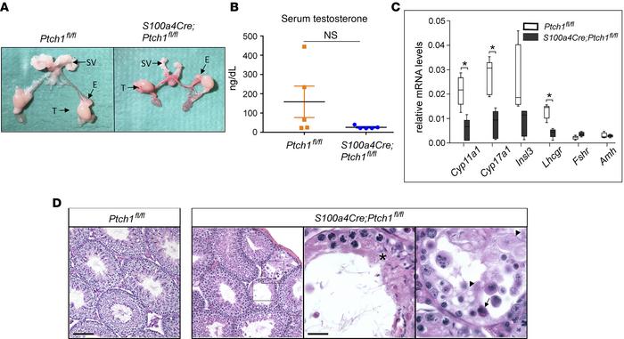 Homozygous ablation of Ptch1 with S100a4-Cre leads to hypogonadism in ma...
