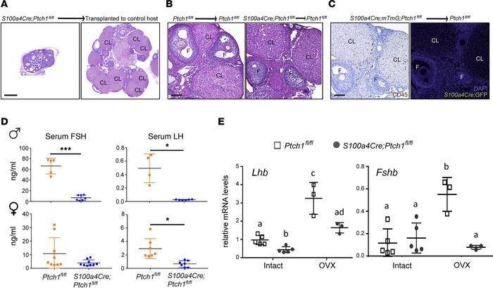 Gonad-extrinsic factors contribute to hypogonadism in Ptch1-mutant mice....