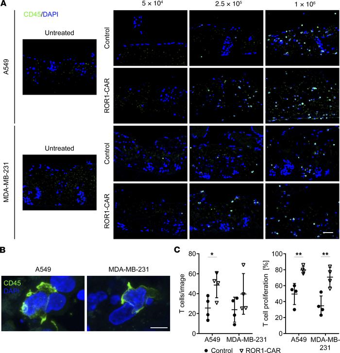 ROR1-CAR T cells migrate into tumor tissue and proliferate in static 3D ...