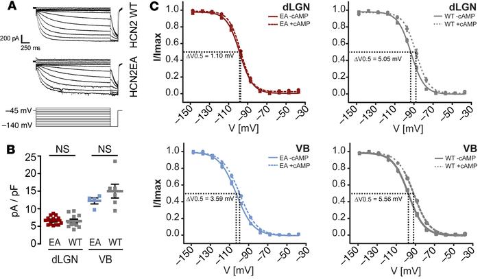 Impaired modulation of Ih by cAMP in thalamocortical neurons expressing ...
