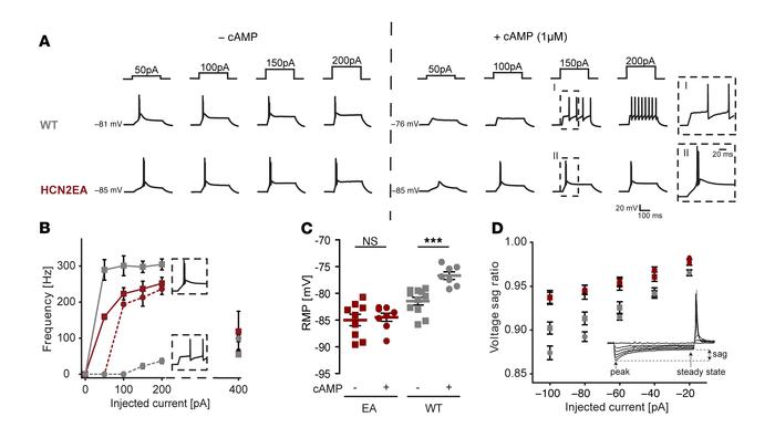 Lack of cAMP modulation in HCN2 alters firing properties of thalamocorti...