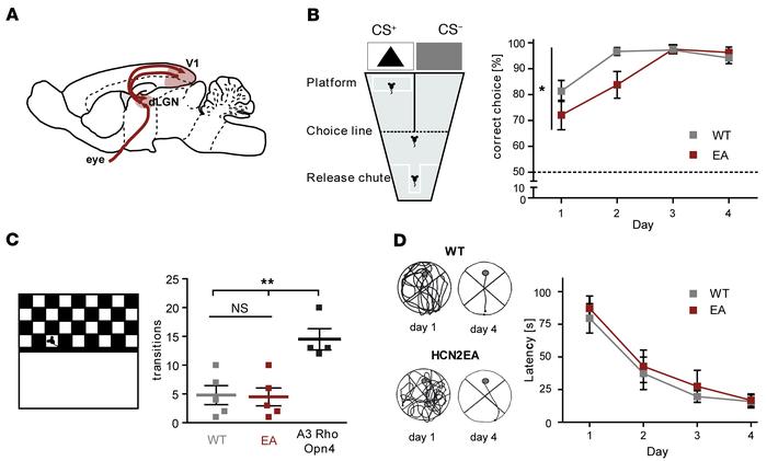 Lack of cAMP modulation in HCN2 impairs visual learning.
(A) Scheme of t...