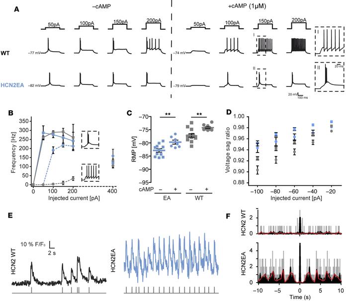 Analysis of neuronal network activity in the thalamic VB region.
(A) Fir...