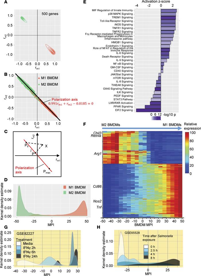 Generation of the macrophage polarization index (MPI).
(A) rm1 versus rm...