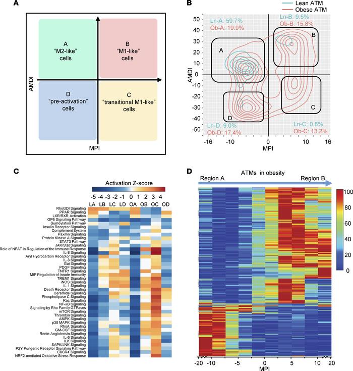 MacSpectrum characterization of visceral ATM subsets from lean and obese...