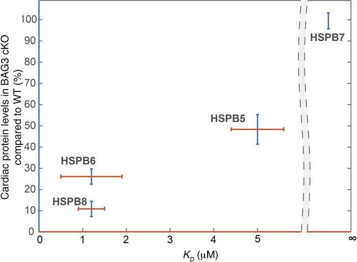 Reduction of cardiac sHSP levels in BAG3-cKO mice correlates with their ...