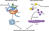 The BAG3-dependent and -independent pathways of cardiac sHSPs.