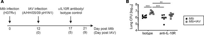 Anti-IL10R treatment reduces Mtb load in coinfected mice.
C57BL/6 mice w...