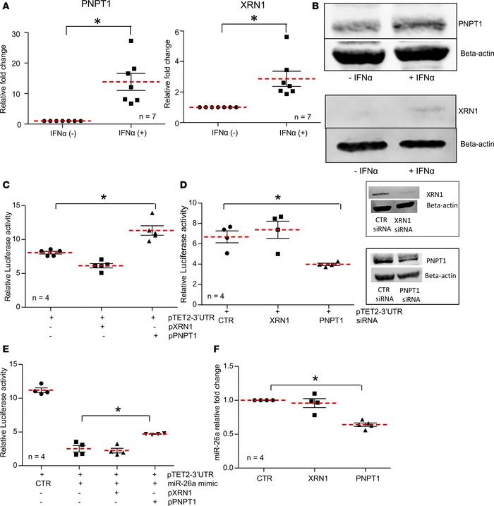 PNPT1 exoribonuclease upregulates expression of TET2 by targeting miR-26...