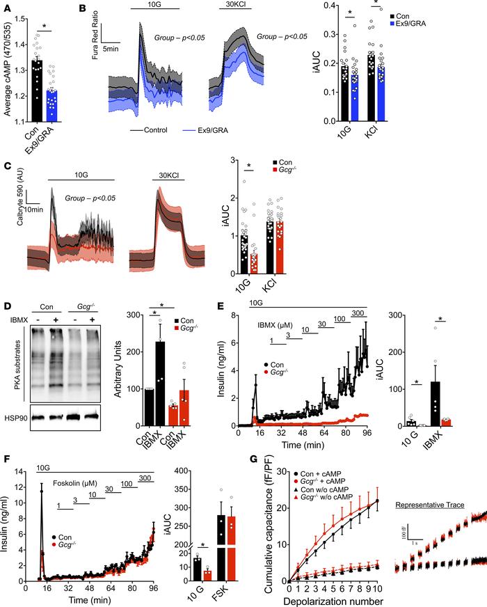 Impaired proglucagon input reduces cAMP signaling in β cells.
(A) Averag...