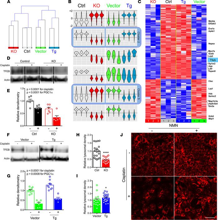 PGC1α promotes lysosomal biogenesis via TFEB.
(A) Hierarchical clusterin...