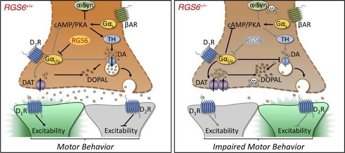 The proposed role of RGS6 in the regulation of presynaptic D2 receptor s...