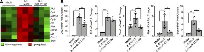 Identification of miR-511-3p target genes by gene array.
(A) Gene expres...