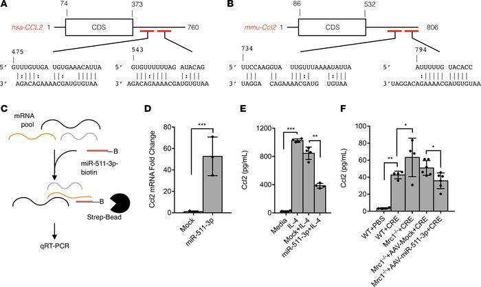 Ccl2 is one of the miR-511-3p target genes.
(A and B) In silico predicti...