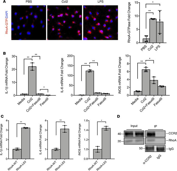 Ccl2 activates RhoA signaling that contributes to macrophage polarizatio...
