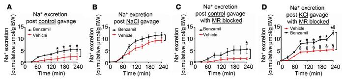 K+-stimulated benzamil-inducible urinary Na+ loss is not due to increase...