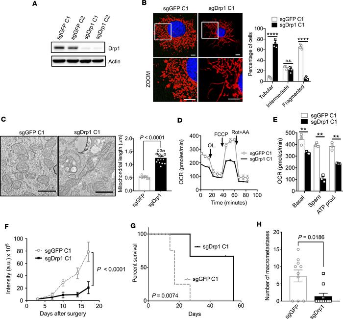 Genetic inhibition of mitochondrial fission suppresses mitochondrial OXP...