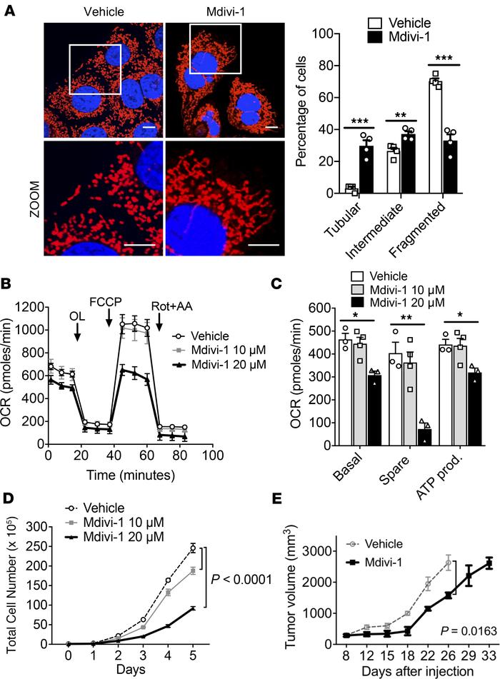 Suppression of mitochondrial OXPHOS by pharmacologic inhibition of mitoc...