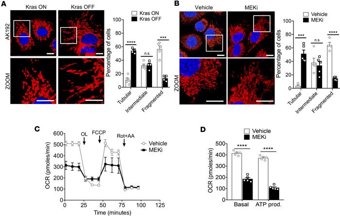 Mitochondrial dynamics are regulated by the RAS/MAPK pathway.
(A) Induci...