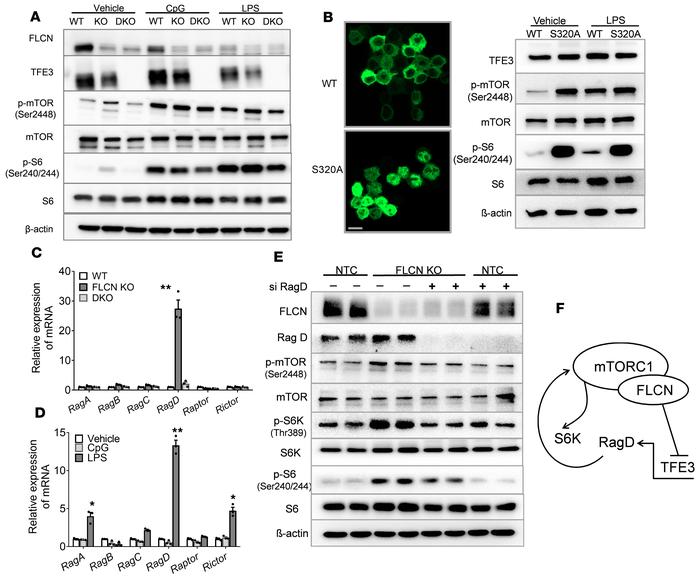 TFE3 promotes canonical mTORC1 activity through a transcriptional RagD f...