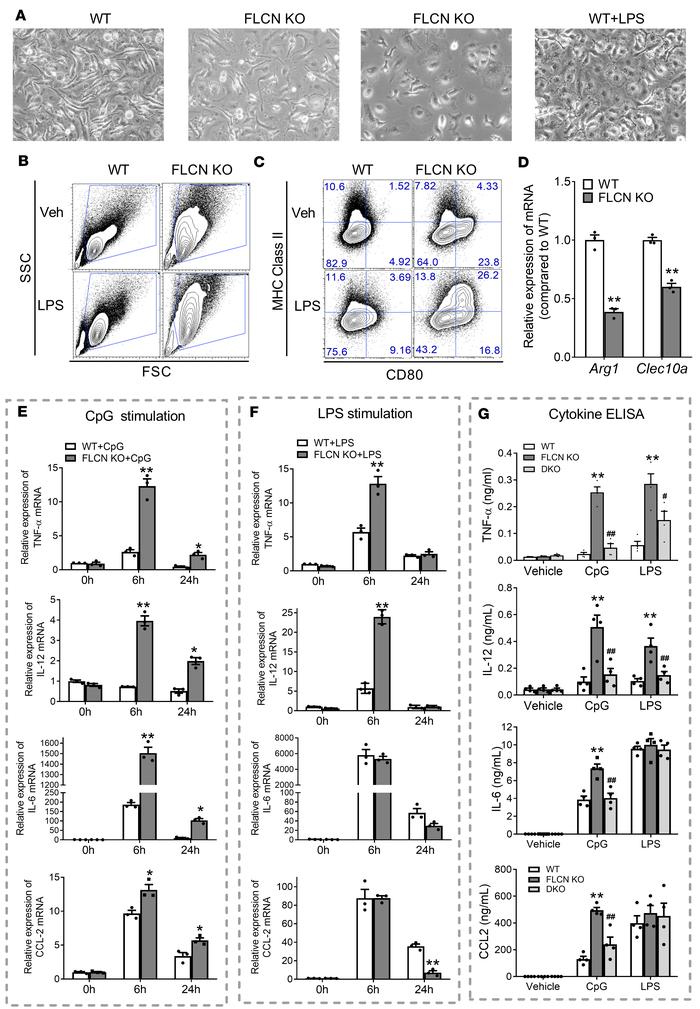 BMDMs lacking FLCN are hypersensitive to LPS and CpG stimuli.
(A) Bright...