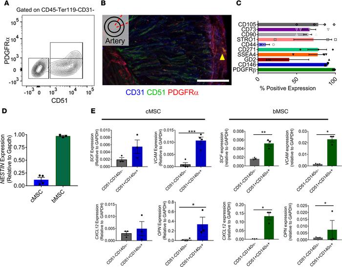 UC tissue stromal cell characterization.
(A) Using flow cytometry, we id...