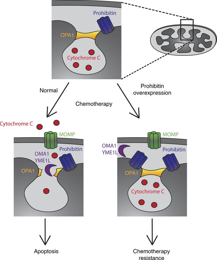 PHB overexpression leads to failure to release cytochrome c from cristae...