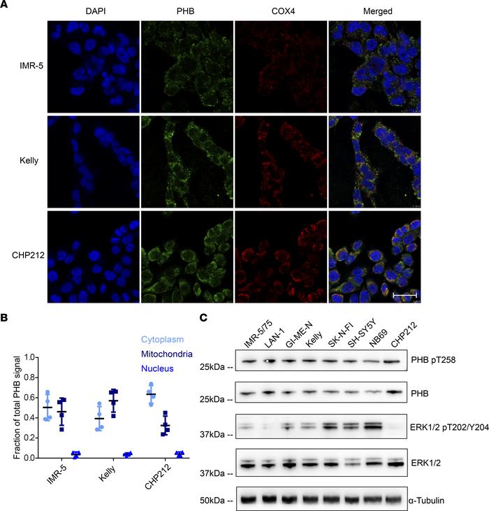 Prohibitin is expressed in neuroblastoma cell lines, has diverse subcell...