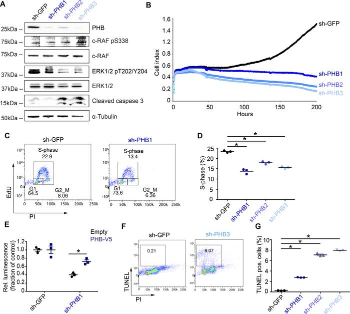 PHB knockdown impairs ERK activation, reduces cell viability, slows cell...