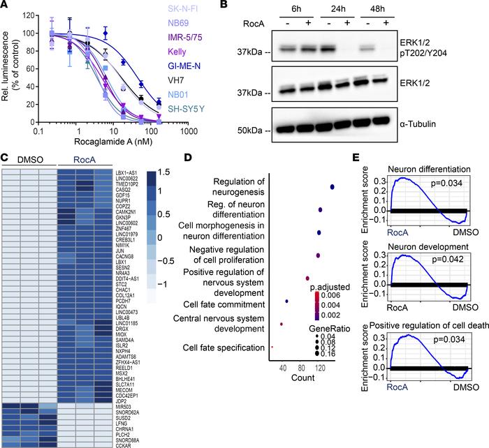 RocA treatment impairs ERK activation and promotes differentiation of ne...