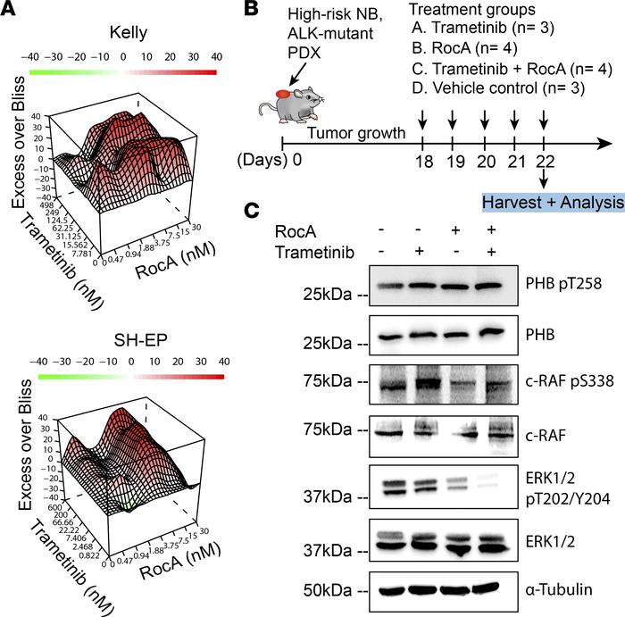 RocA treatment impairs ERK activation in an ALK-mutant, patient-derived ...
