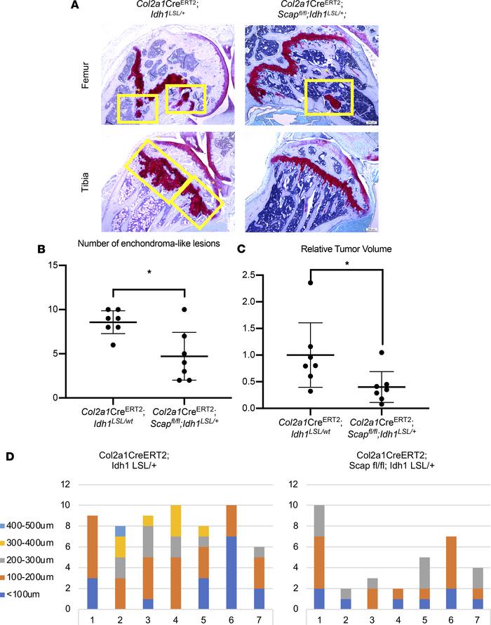 Deleting Scap reduced enchondroma-like lesions in Idh1-KI mice.
(A) Repr...